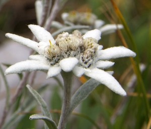 floare de colt
