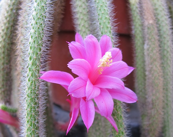 aporocactus
