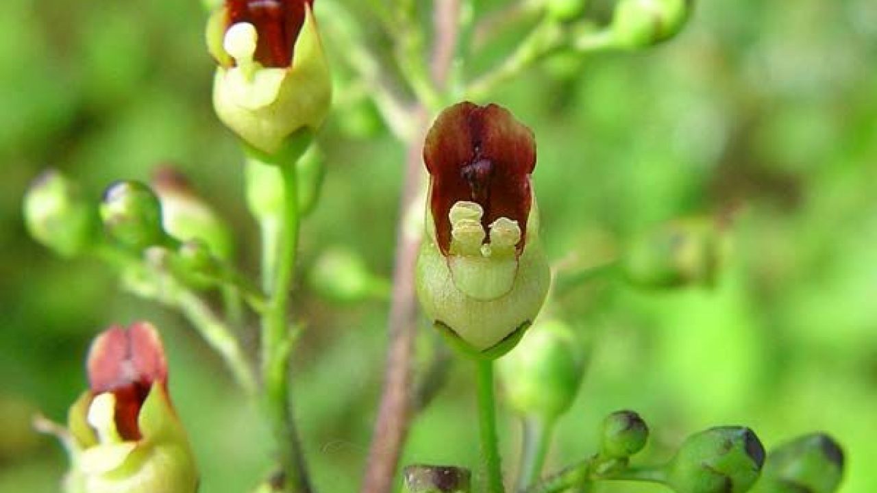 plantele naturale tibetane slăbite)