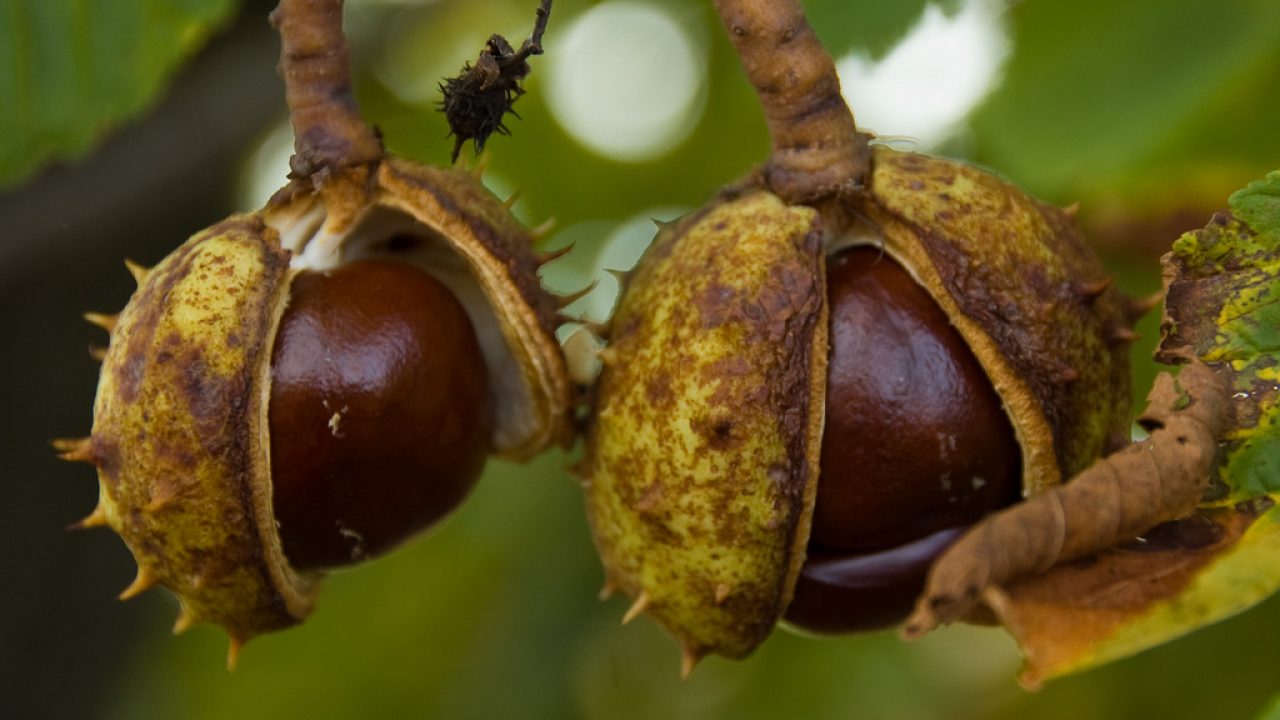 Fructe de castan de cal pentru varice