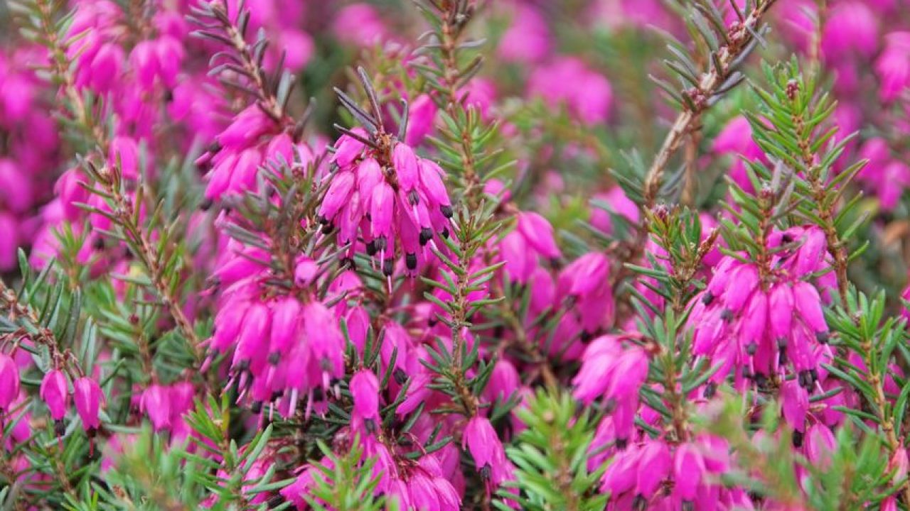 Erica Cea Mai FrumoasÄ Floare A Iernii Sfaturi Practice Libertatea Pentru Femei