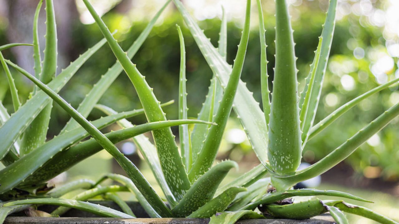 vedere îmbunătățită cu aloe