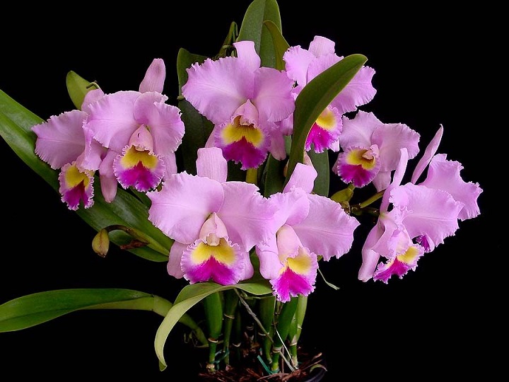 Orhideea Cattleya Regina Orhideelor