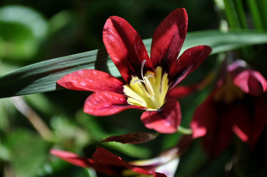 Florile arlechin trăiesc doar câteva zile, la fel ca și freziile, dar culorile și eleganța lor sunt deosebite