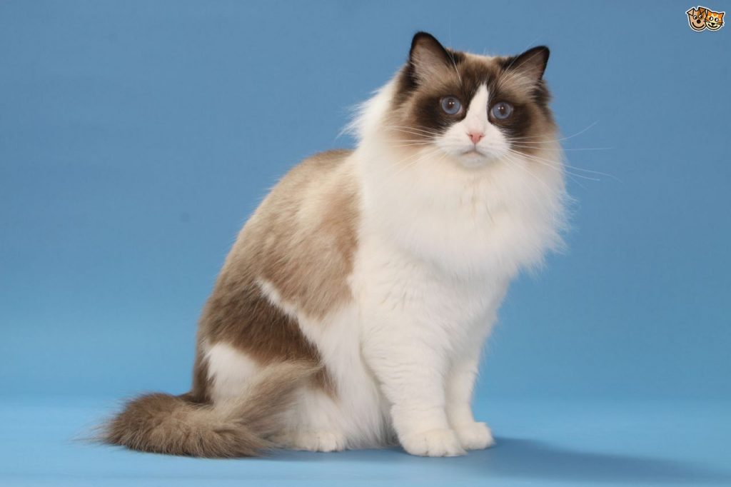 ragdoll, o păpușă de pisică