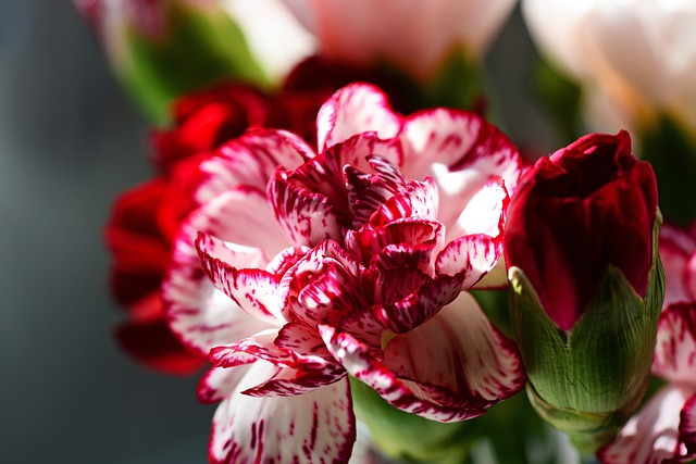 Cum îngrijești Dianthus (garofița), o plantă de grădină și apartament