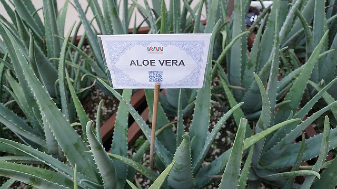 aloe pentru rețete la vedere