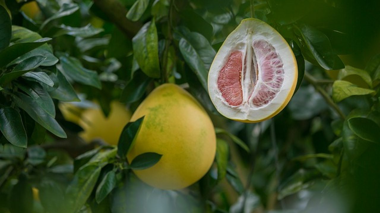 sperma ajută la combaterea îmbătrânirii tratament crema anti-imbatranire nuplenish