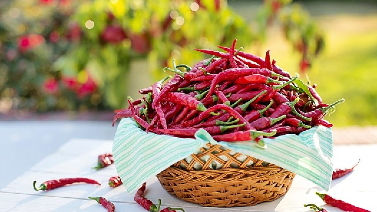 capsaicină studiu de pierdere în greutate