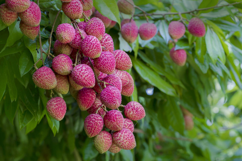 Tratamente Naturale Pentru Ficatul Gras Află Cum Il Insănătoșești