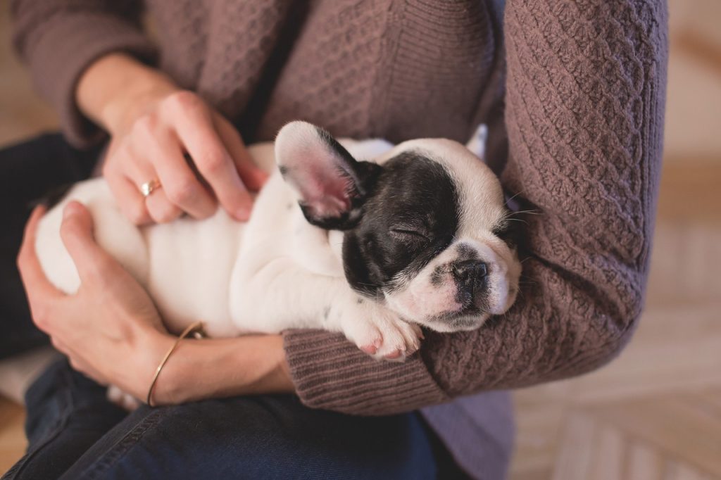 Toxocariază - infecție cauzată de larvele a două specii de viermi cilindrici: Toxocara canis transmis de câine și, mai rar, Toxocara cati transmis de pisici. Imagine cu pui de cățel, prin intermediul căruia se poate produce contaminarea cu acest parazit