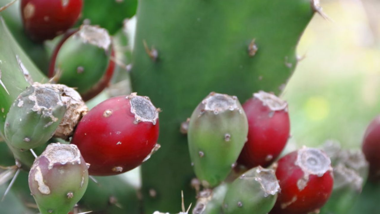 cactusul este bun să piardă în greutate