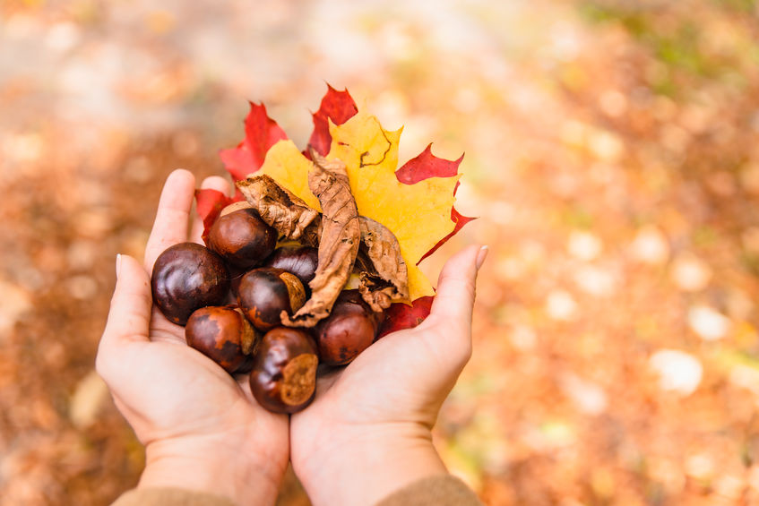 castane de castane varicoza reete populare