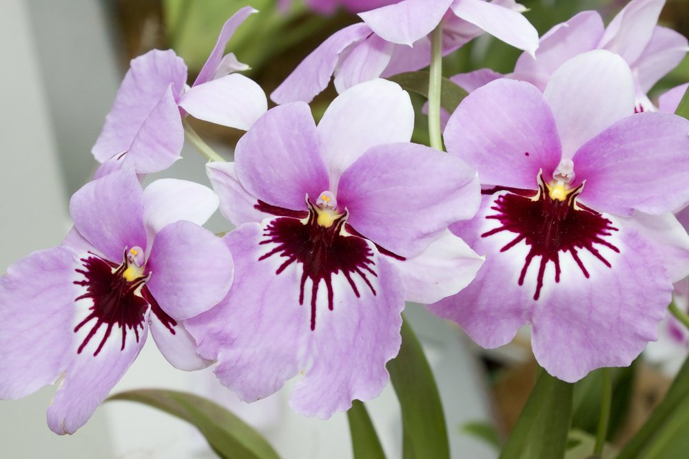 orhideea panseluta sau miltonia